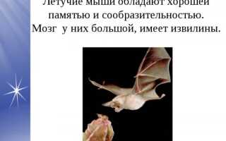 Как избавиться от летучих мышей под крышей?