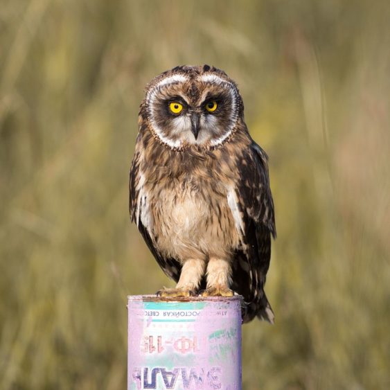 • эмаль пф 115 технические характеристики гост 6465 76