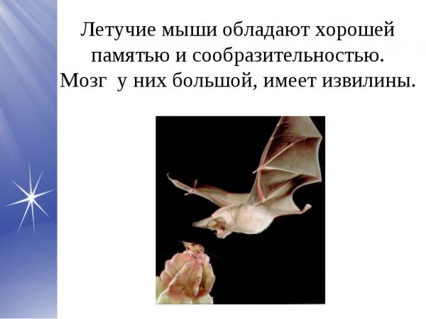 Опасны ли летучие мыши