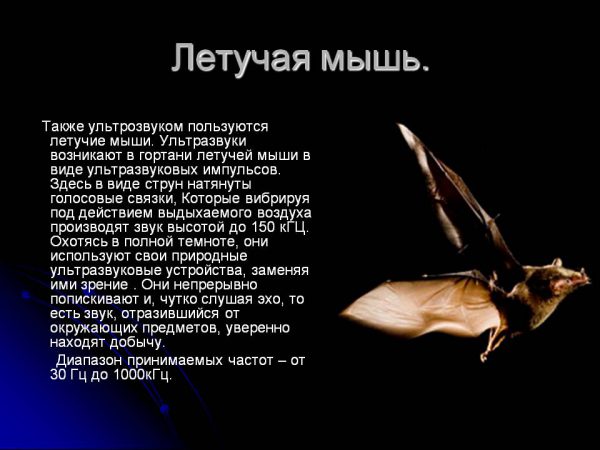 Эхолокация у летучих мышей